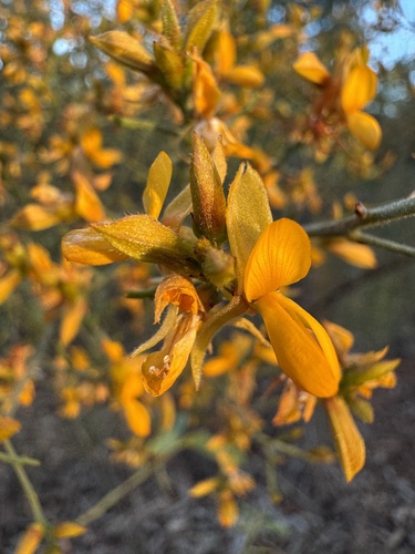 Jacksonia ramosissima, 2026-06-21