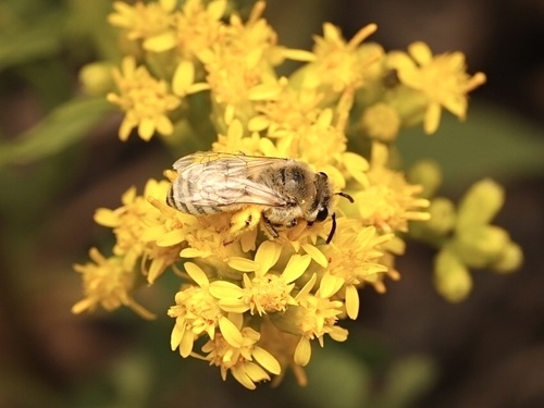 Colletes phaceliae