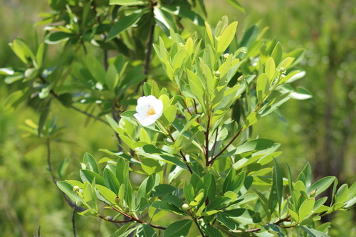 Gordonia lasianthus, photograph 5