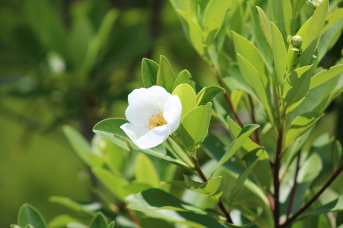 Gordonia lasianthus, photograph 6