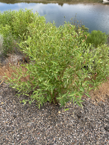 hemp dogbane