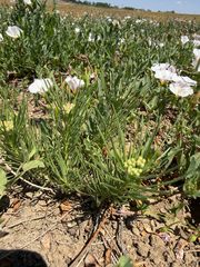Asclepias pumila, photograph (c) Jes Gray, some rights reserved (CC BY)