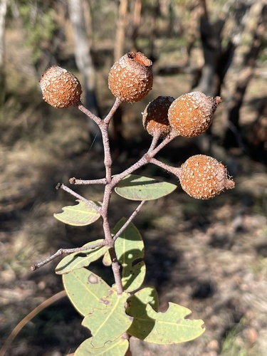 Corymbia setosa observed 2026-06-22