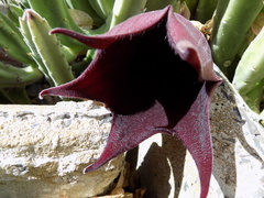 Stapelia leendertziae