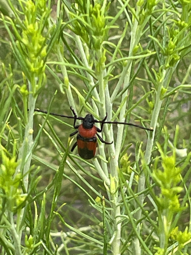 Red and Black Long-horned Beetle