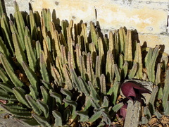 Stapelia leendertziae