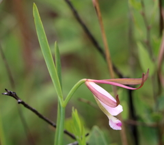 Cleistesiopsis oricamporum