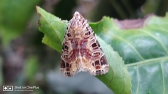 Diastema tigris