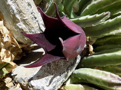 Stapelia leendertziae