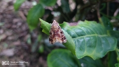 Diastema tigris