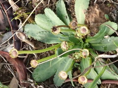 Solenogyne dominii