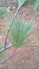 Pinus strobus