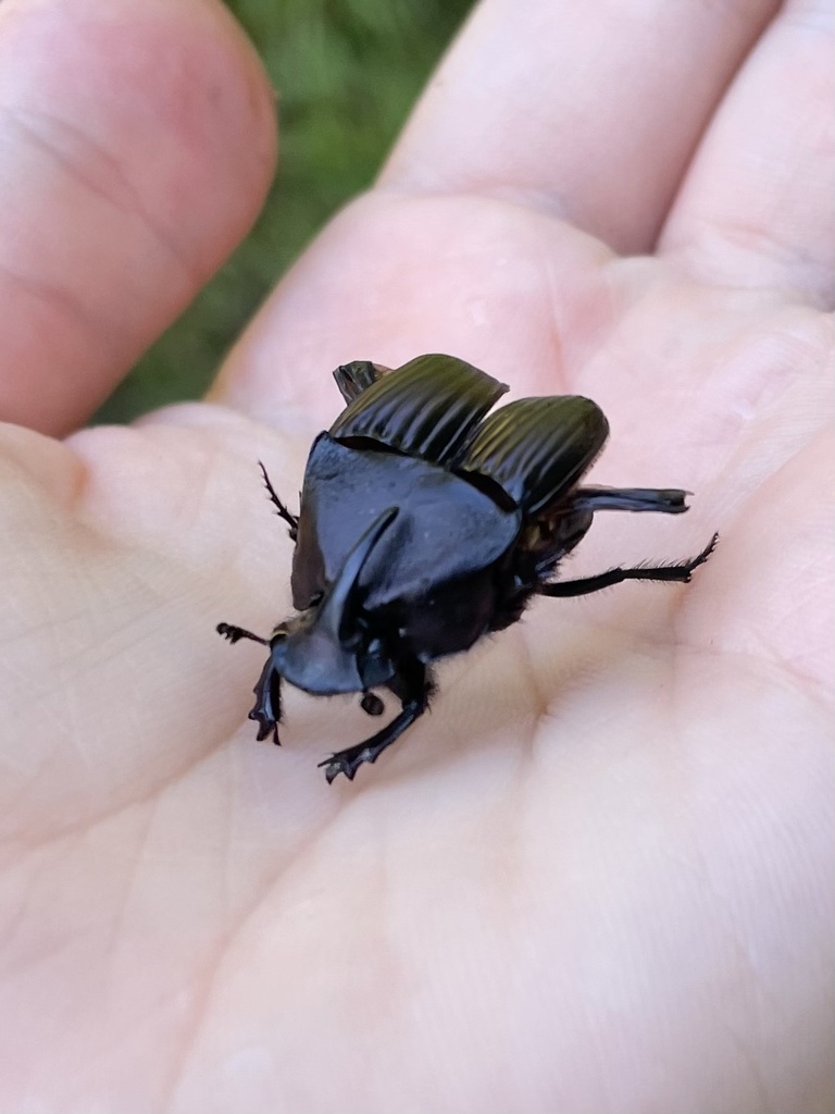 Phanaeus triangularis