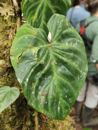 Philodendron verrucosum, photograph 3