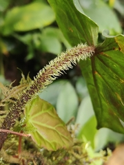(c) Yannick Pochon, some rights reserved (CC BY) Philodendron verrucosum, photograph (c) Yannick Pochon, some rights reserved (CC BY)
