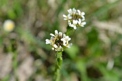 Arabis