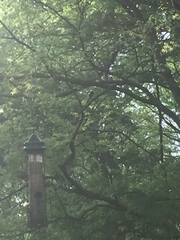 Pheucticus ludovicianus