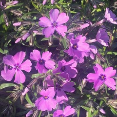 Phlox subulata