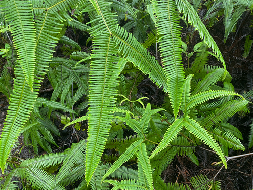 Sticherus owhyhensis observed 2026-07-21