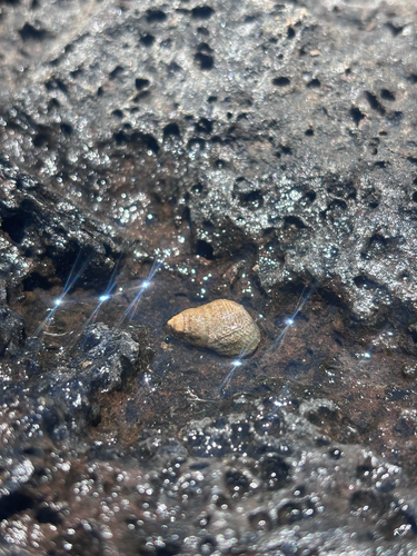 Littorina pintado observed 2026-07-16