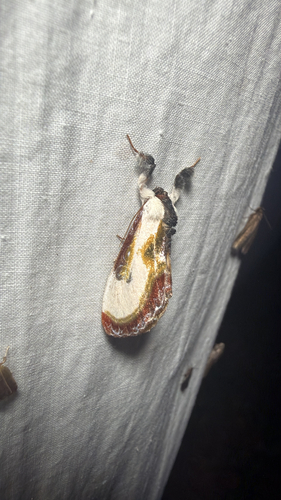 Beautiful Wood-nymph, photographed at Kingfisher Hollow