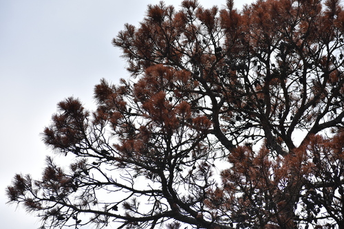Pinus echinata, photograph 2