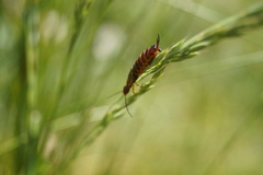 Forficula auricularia