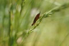 Forficula auricularia
