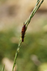 Forficula auricularia