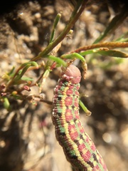 Euproserpinus phaeton