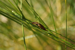 Forficula auricularia