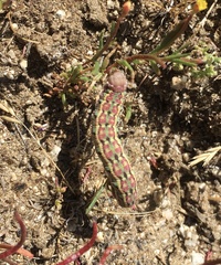 Euproserpinus phaeton