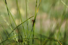 Forficula auricularia