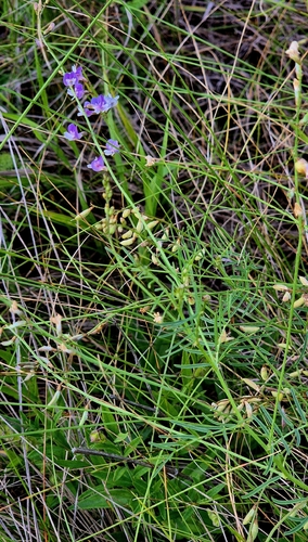 Astragalus austriacus, photograph 6