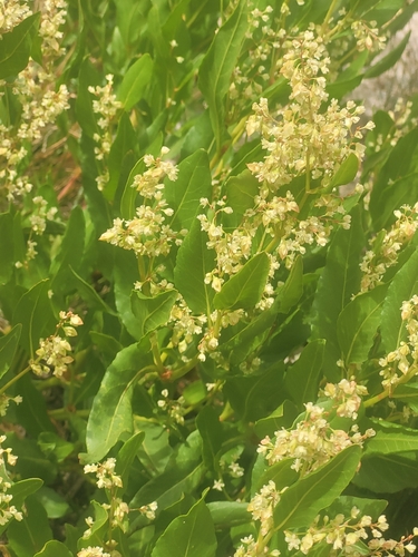 Koenigia phytolaccifolia, photograph 4