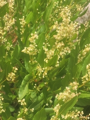 Koenigia phytolaccifolia, photograph (c) Jake Anderson, some rights reserved (CC BY)