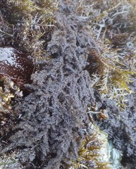 Callithamnion pikeanum