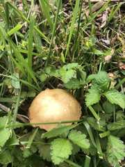 Fungi