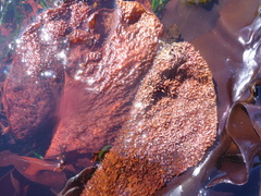 Chondracanthus