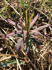 Euphorbia esula