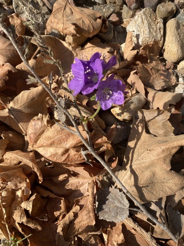 Phacelia grandiflora observed 2026-07-21