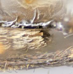 Agraylea multipunctata