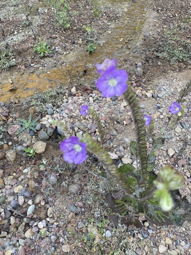 Phacelia grandiflora observed 2026-07-21