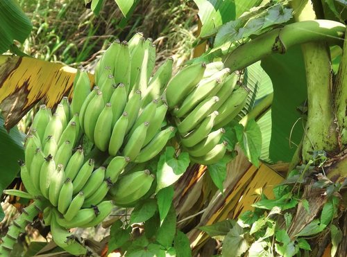 Plantain