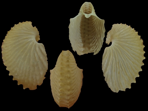 Argonauta nodosus observed 2026-07-22
