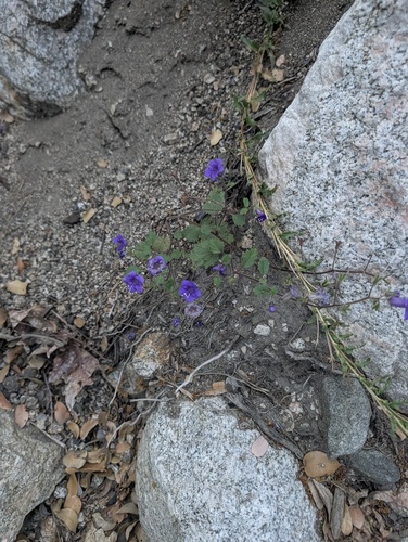 Phacelia minor, photograph 2