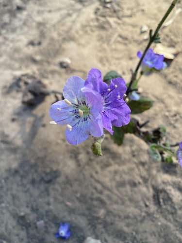 Phacelia grandiflora observed 2026-07-21
