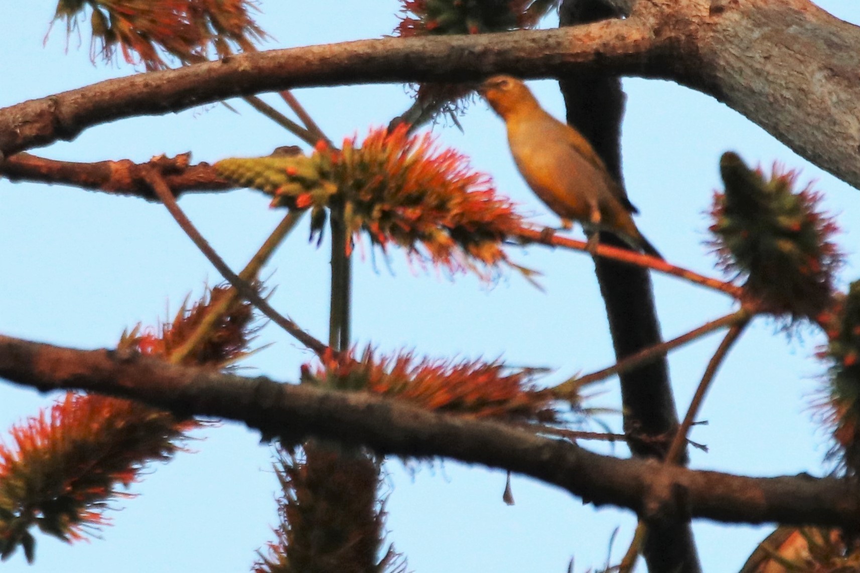 Hume's White-eye (Zosterops auriventer), photo 9