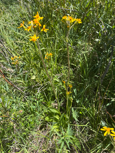 Senecio integerrimus, 2026-07-21