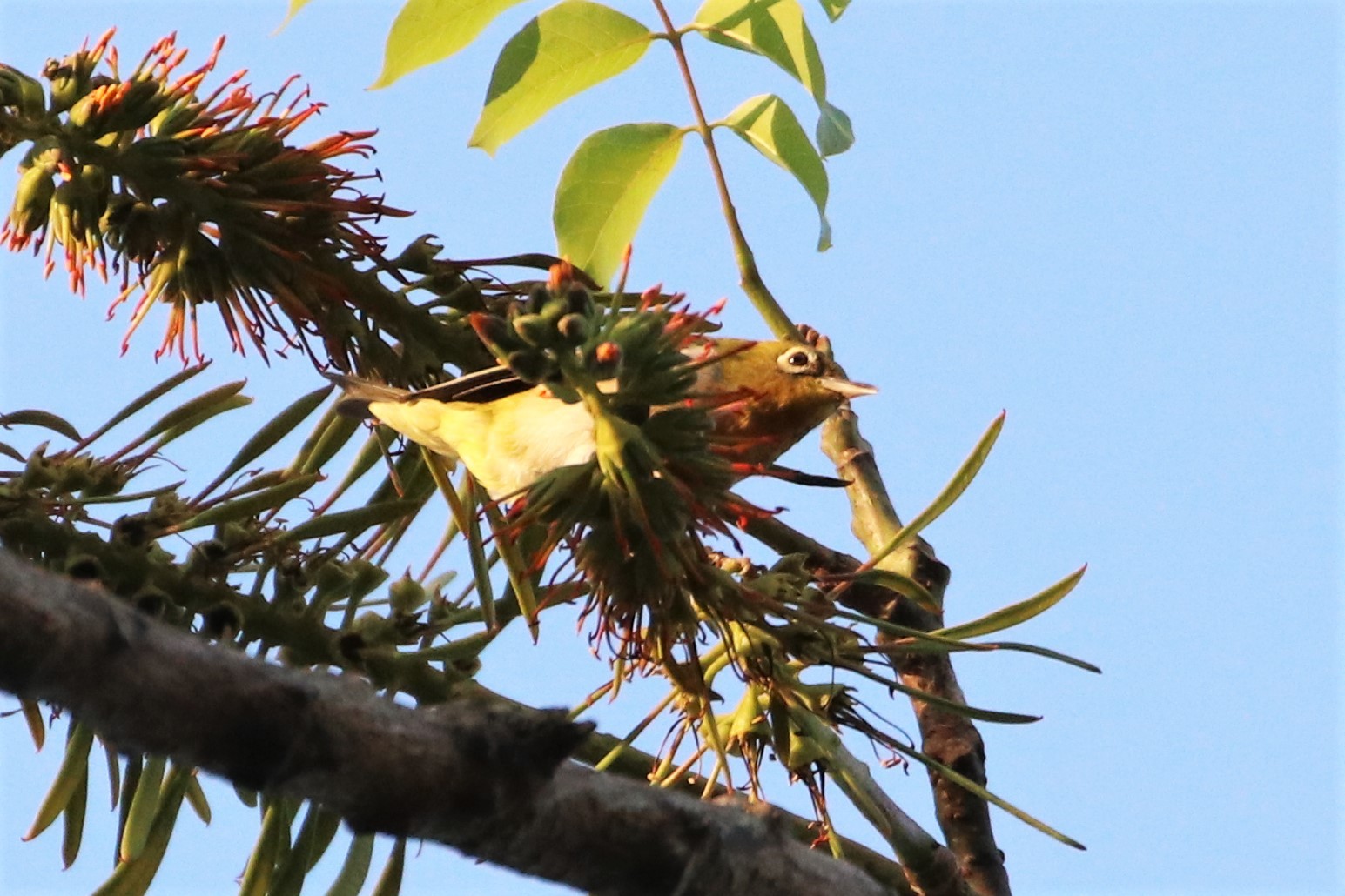 Hume's White-eye (Zosterops auriventer), photo 8